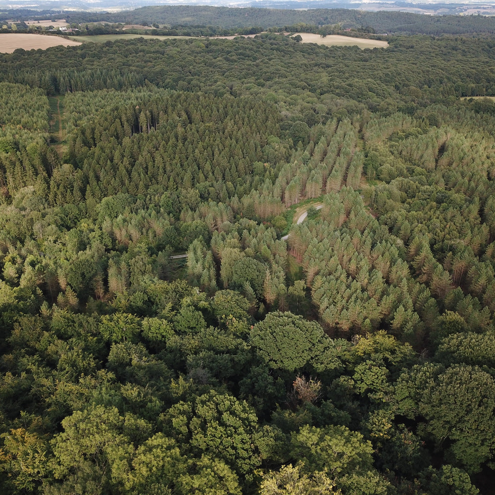 Natural forest